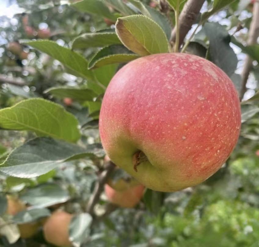 梨山秋香蘋果