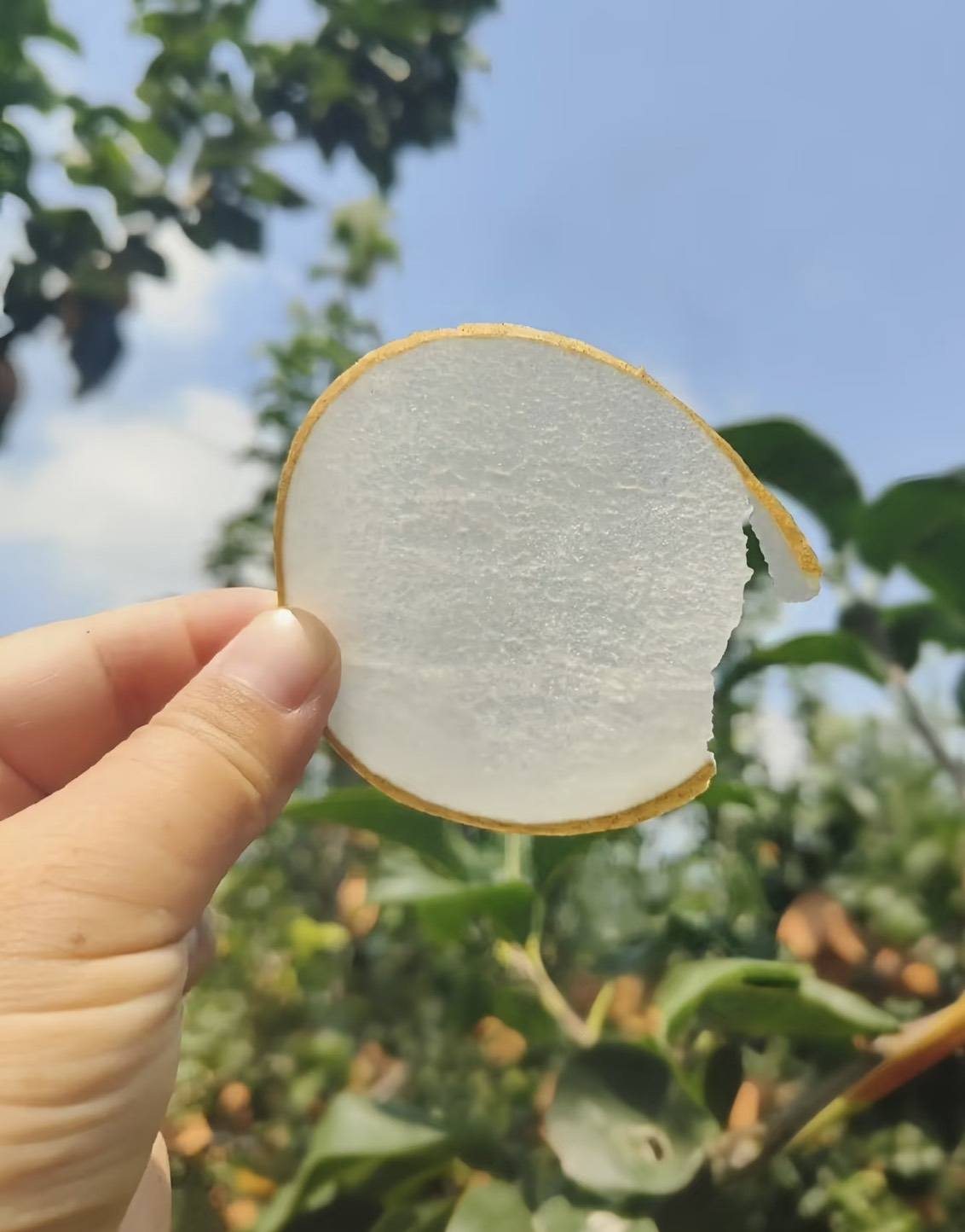 卓蘭寶島甘露梨