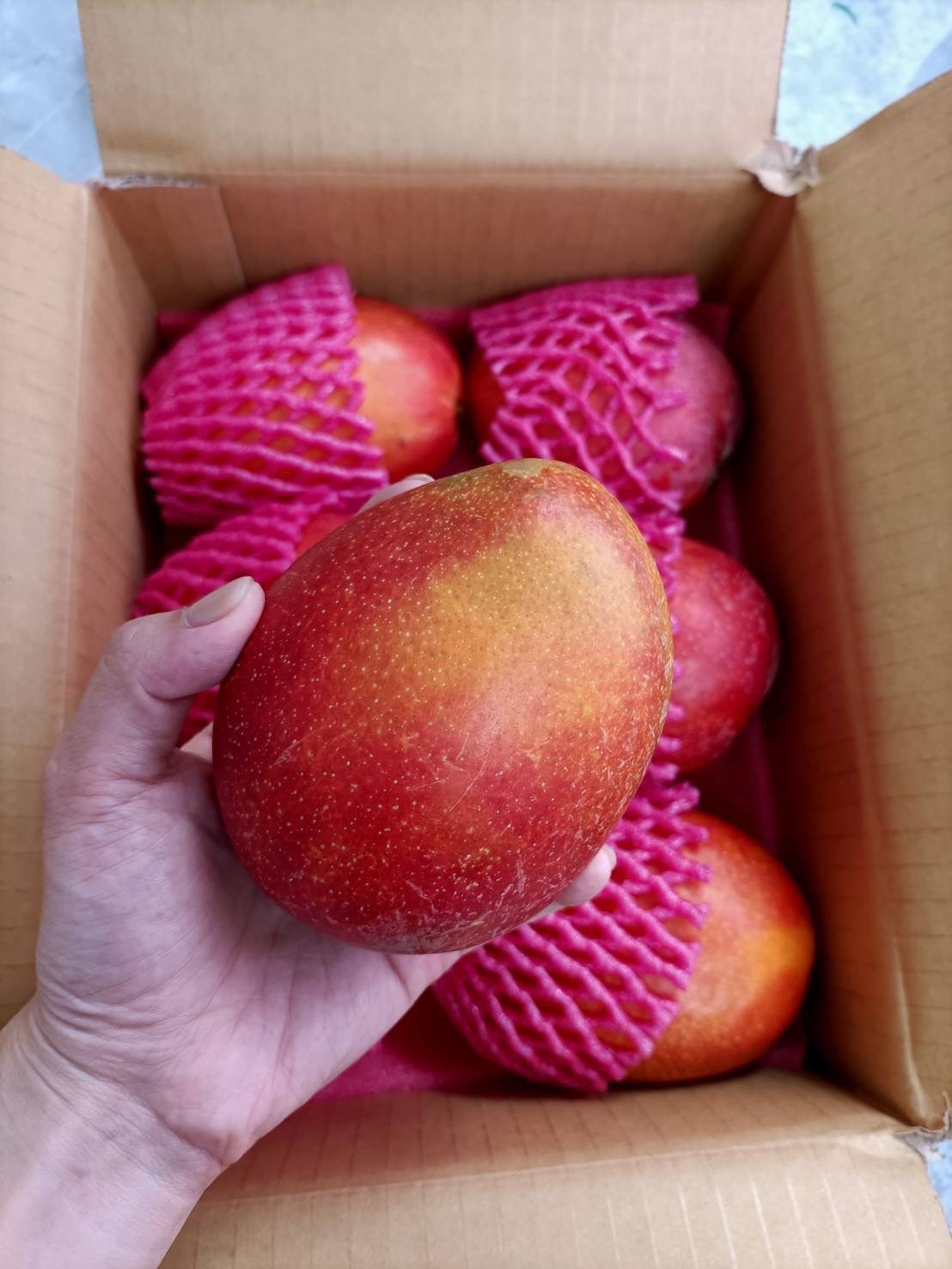 愛文芒果(中果)