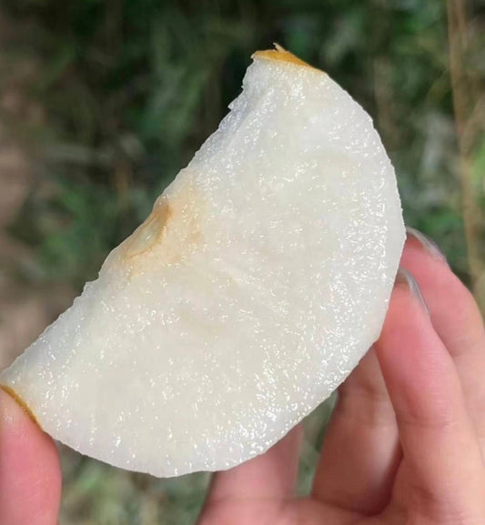 新興梨(青龍冰梨)