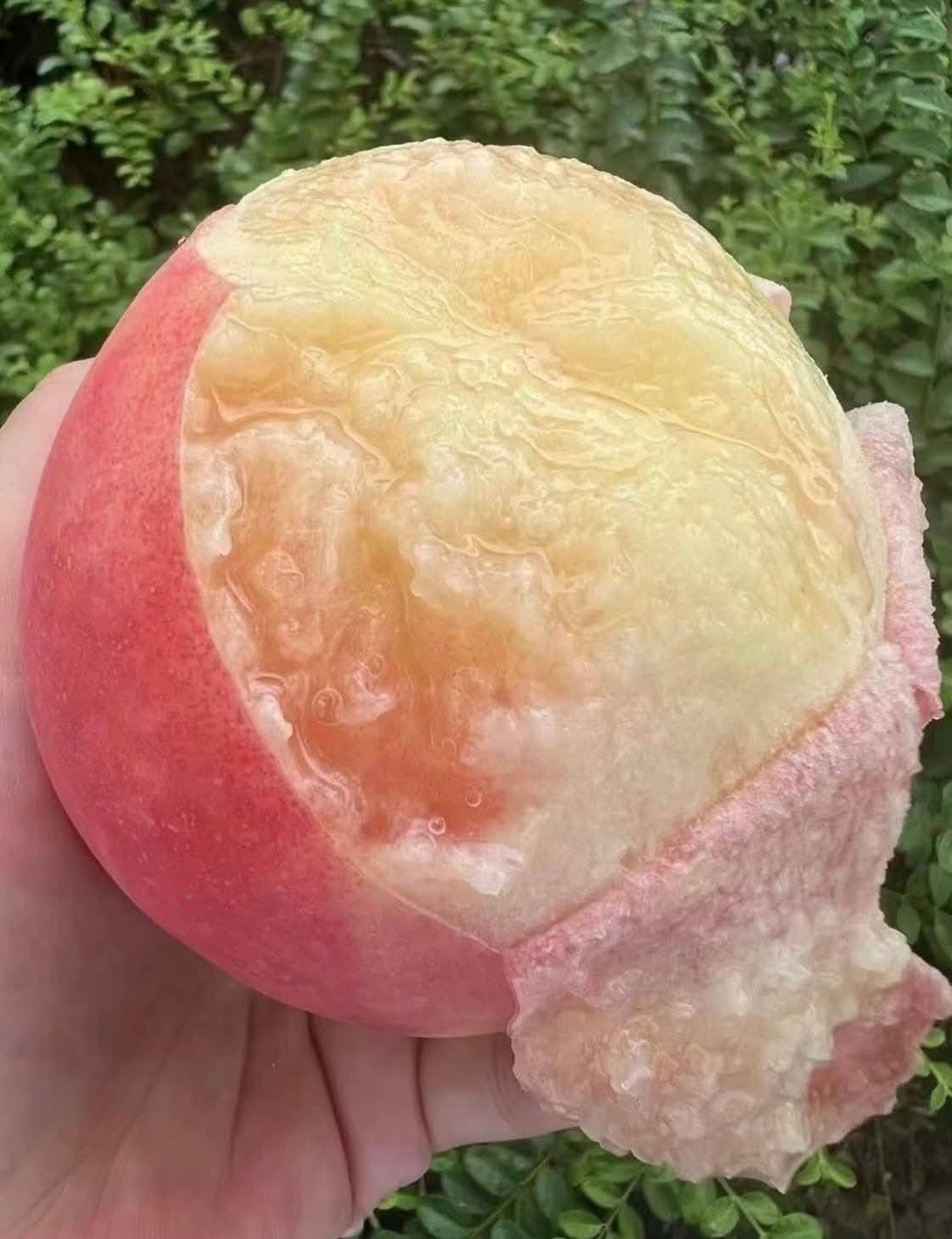 梨山上海蜜水蜜桃