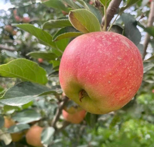 梨山秋香蘋果